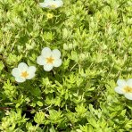 Nátržník krovitý (Potentilla fruticosa) ´MC KAY´S WHITE´ - výška 20-30 cm, Ø 30-40 cm, kont. C2L